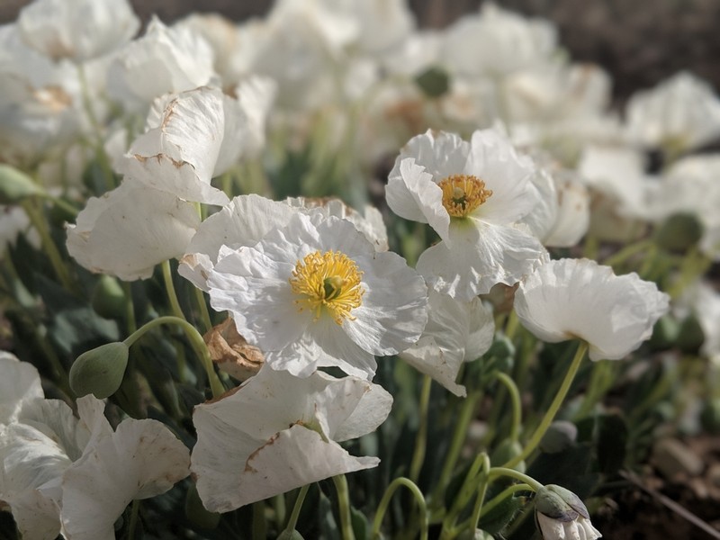Common Bearpoppy photo 2