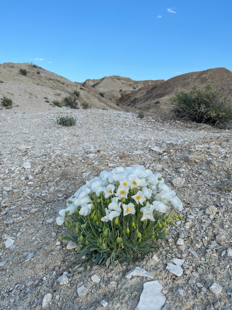 Common Bearpoppy photo 3
