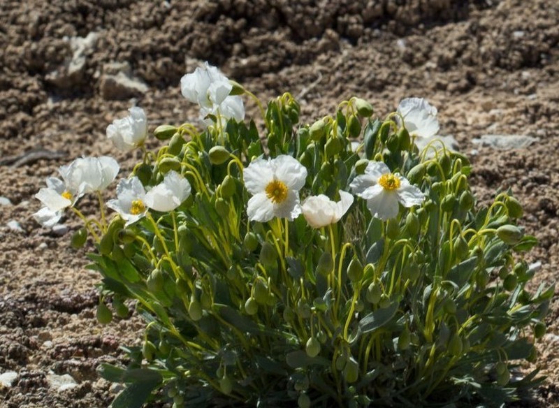 Common Bearpoppy photo 5