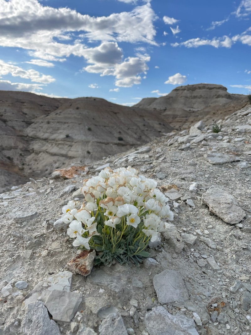 Common Bearpoppy photo 6