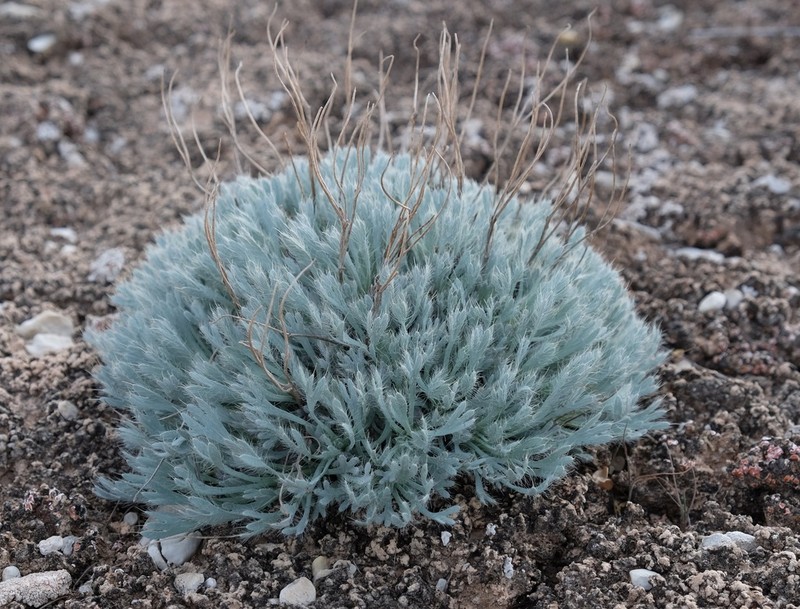 Common Bearpoppy photo 7