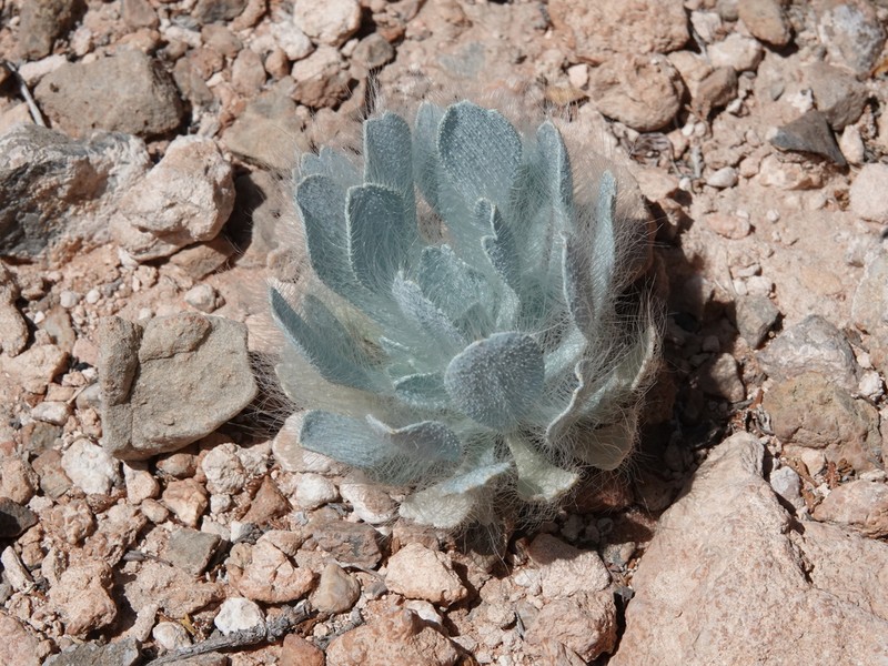 Desert Bearpoppy photo 2