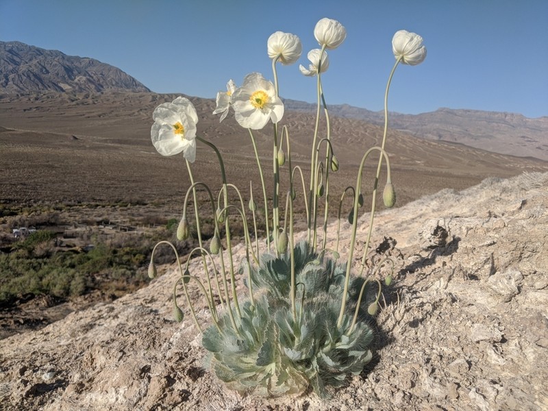 Desert Bearpoppy photo 3