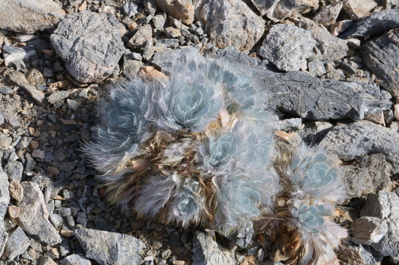 Desert Bearpoppy photo 4