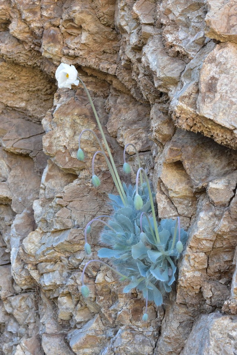 Desert Bearpoppy photo 5