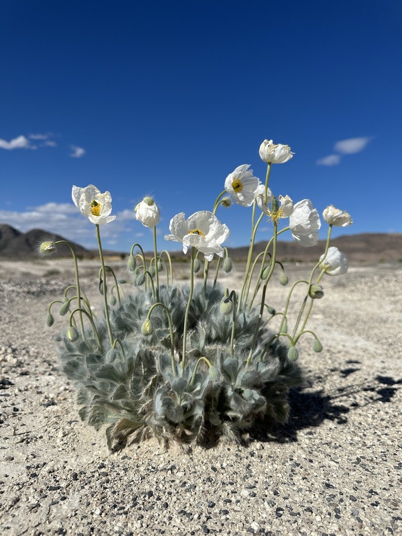 Desert Bearpoppy photo 6