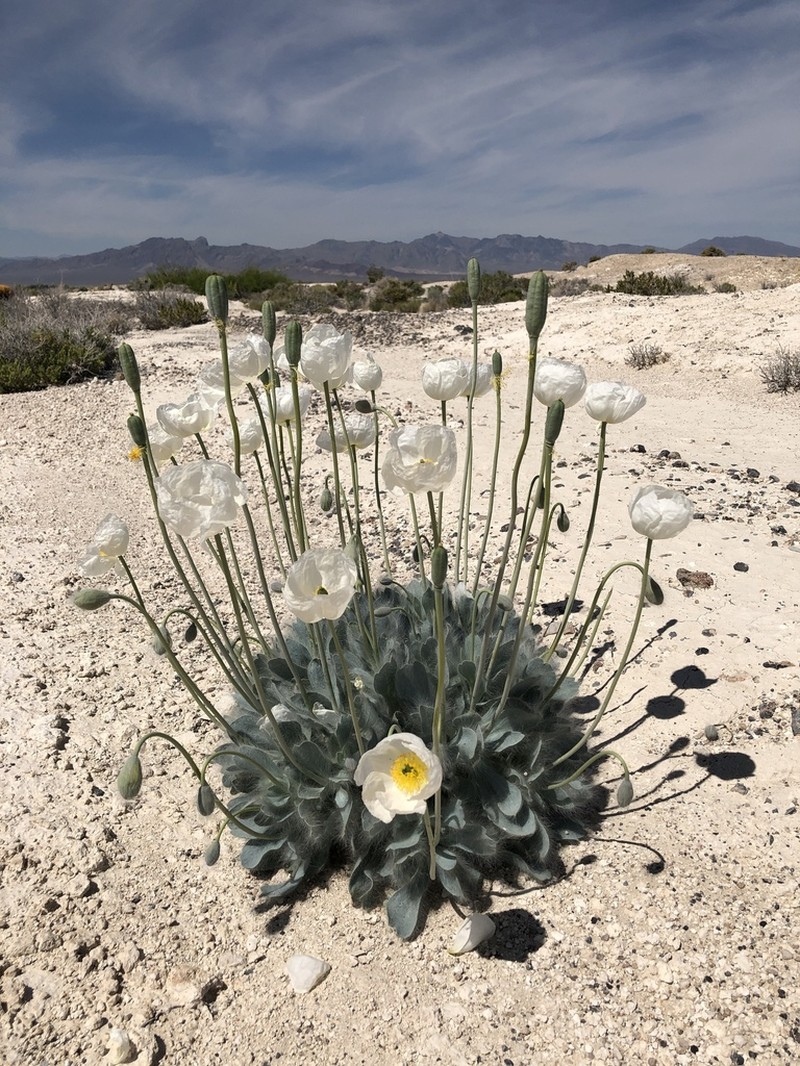 Desert Bearpoppy photo 7