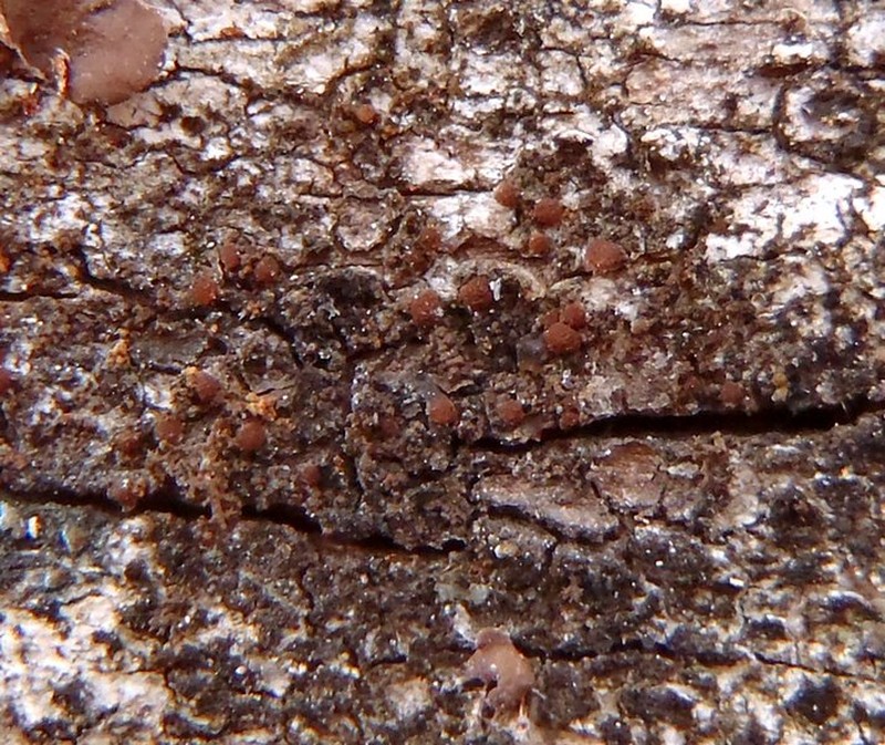 Delicate Arctomia Lichen