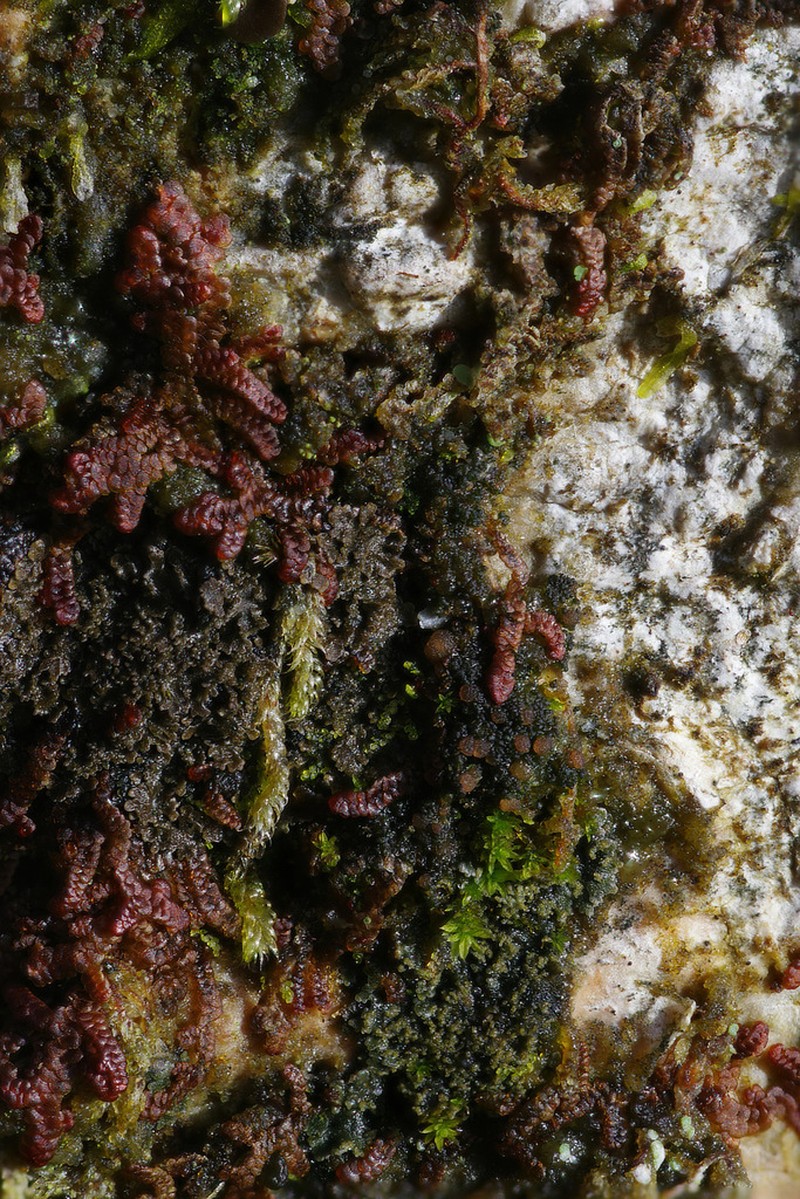 Delicate Arctomia Lichen