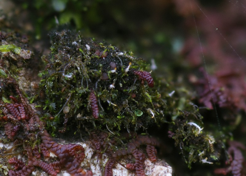 Delicate Arctomia Lichen photo 2