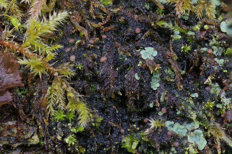 Delicate Arctomia Lichen photo 3