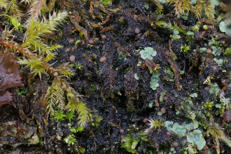 Delicate Arctomia Lichen photo 5