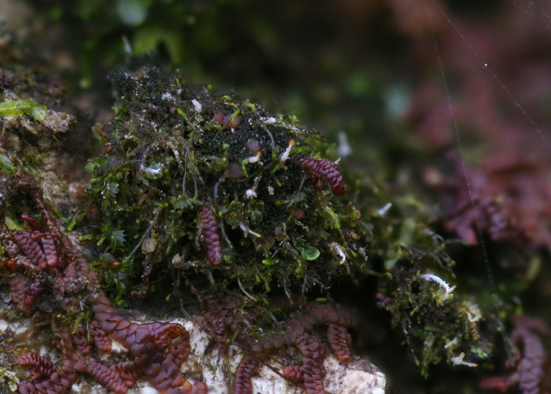 Delicate Arctomia Lichen photo 6