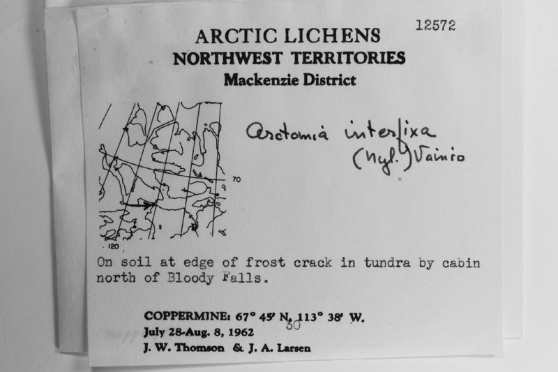 Arctomia Lichen photo 5