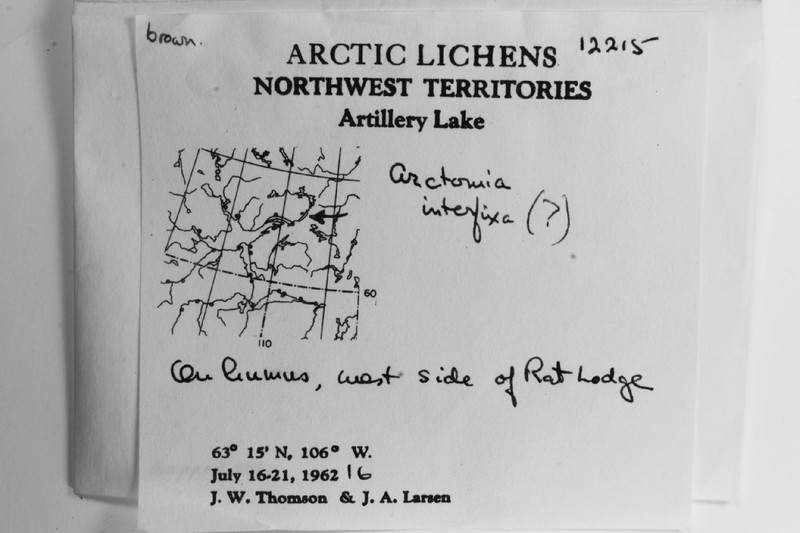 Arctomia Lichen photo 6
