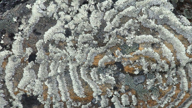 Arctoparmelia Lichen