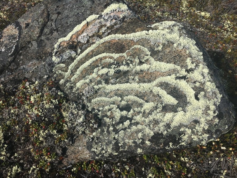 Arctoparmelia Lichen photo 2