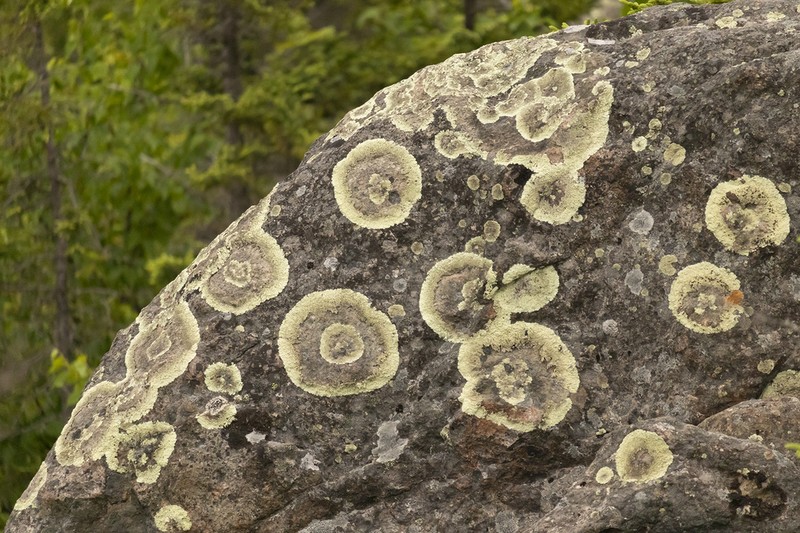 Arctoparmelia Lichen photo 3