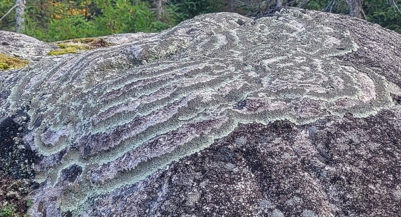 Arctoparmelia Lichen photo 4