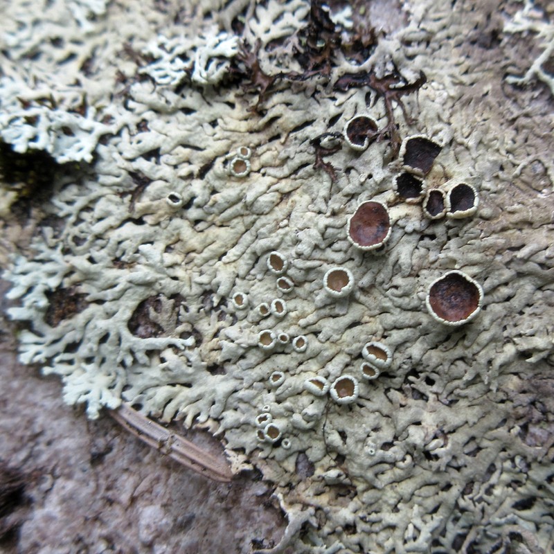 Arctoparmelia Lichen photo 5