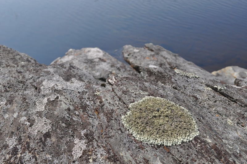 Arctoparmelia Lichen photo 6