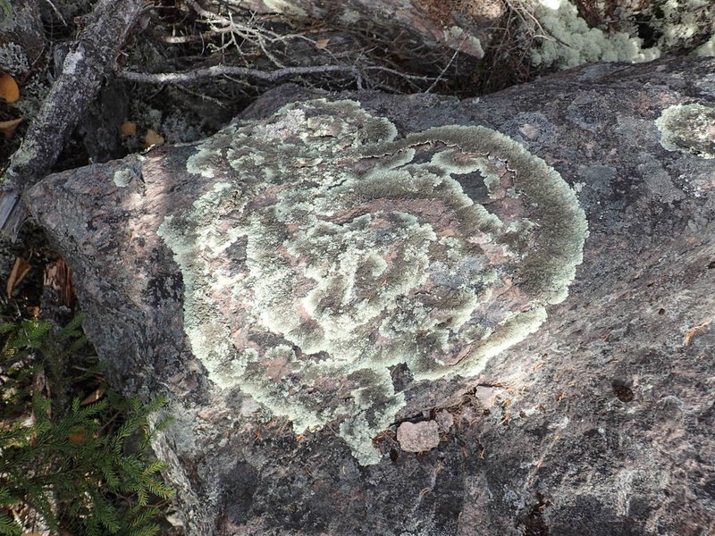 Arctoparmelia Lichen photo 7
