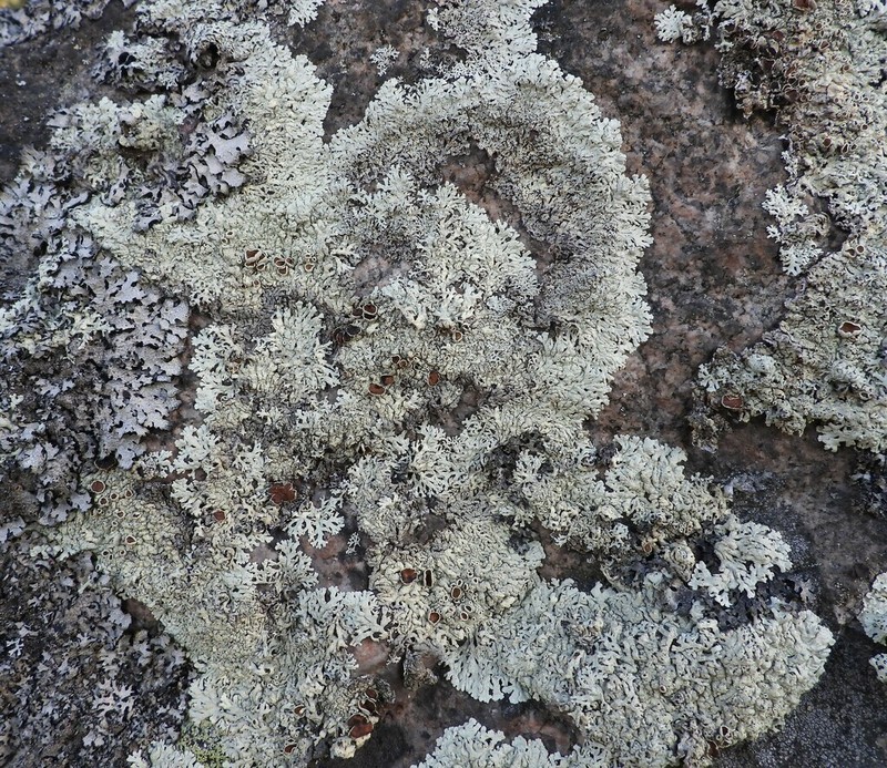 Arctoparmelia Lichen photo 8