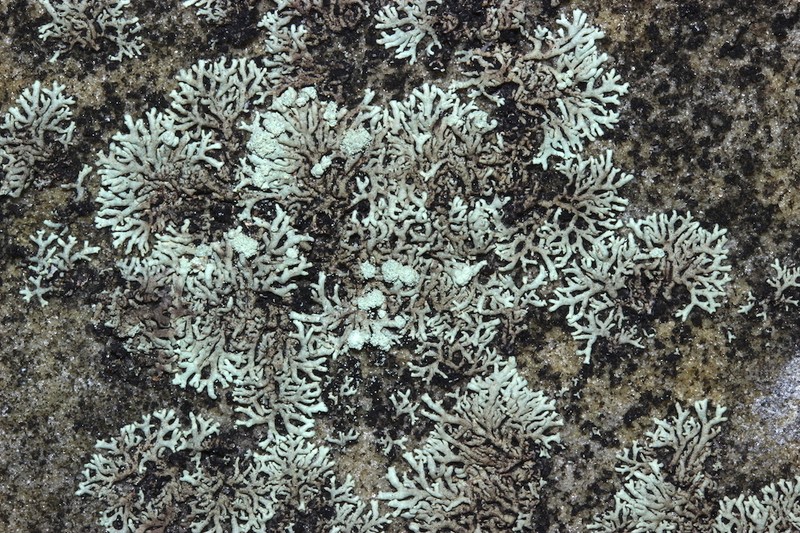 Arctoparmelia Lichen photo 2
