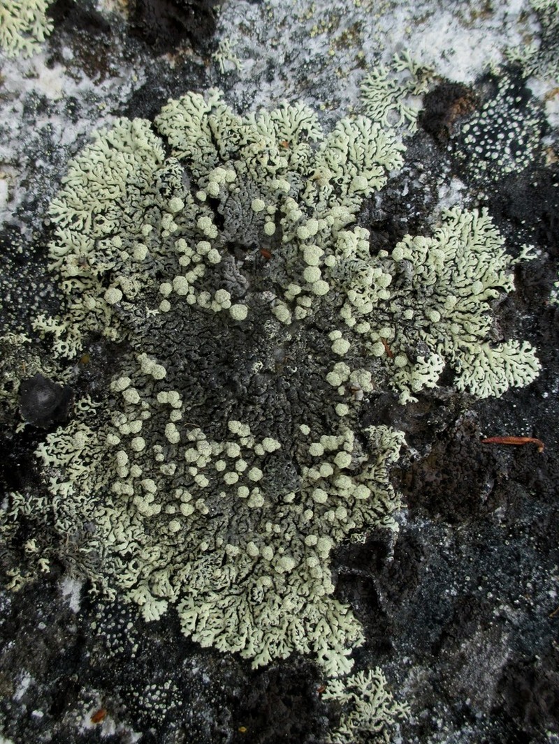Arctoparmelia Lichen photo 3