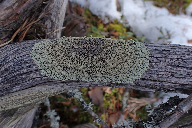 Arctoparmelia Lichen photo 4