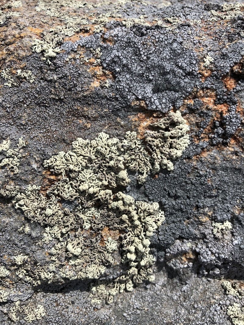 Arctoparmelia Lichen photo 5