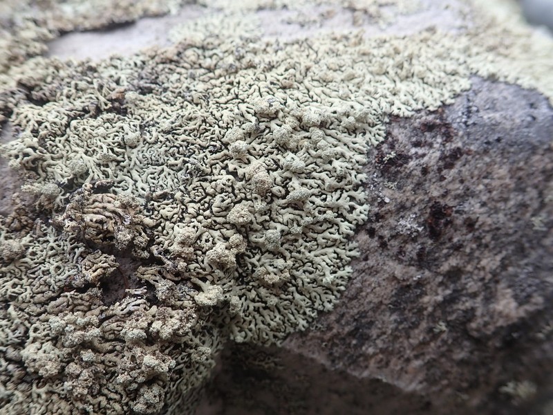 Arctoparmelia Lichen photo 6
