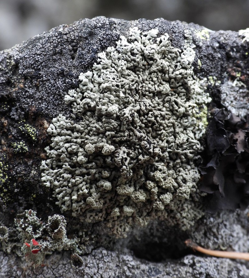 Arctoparmelia Lichen photo 7