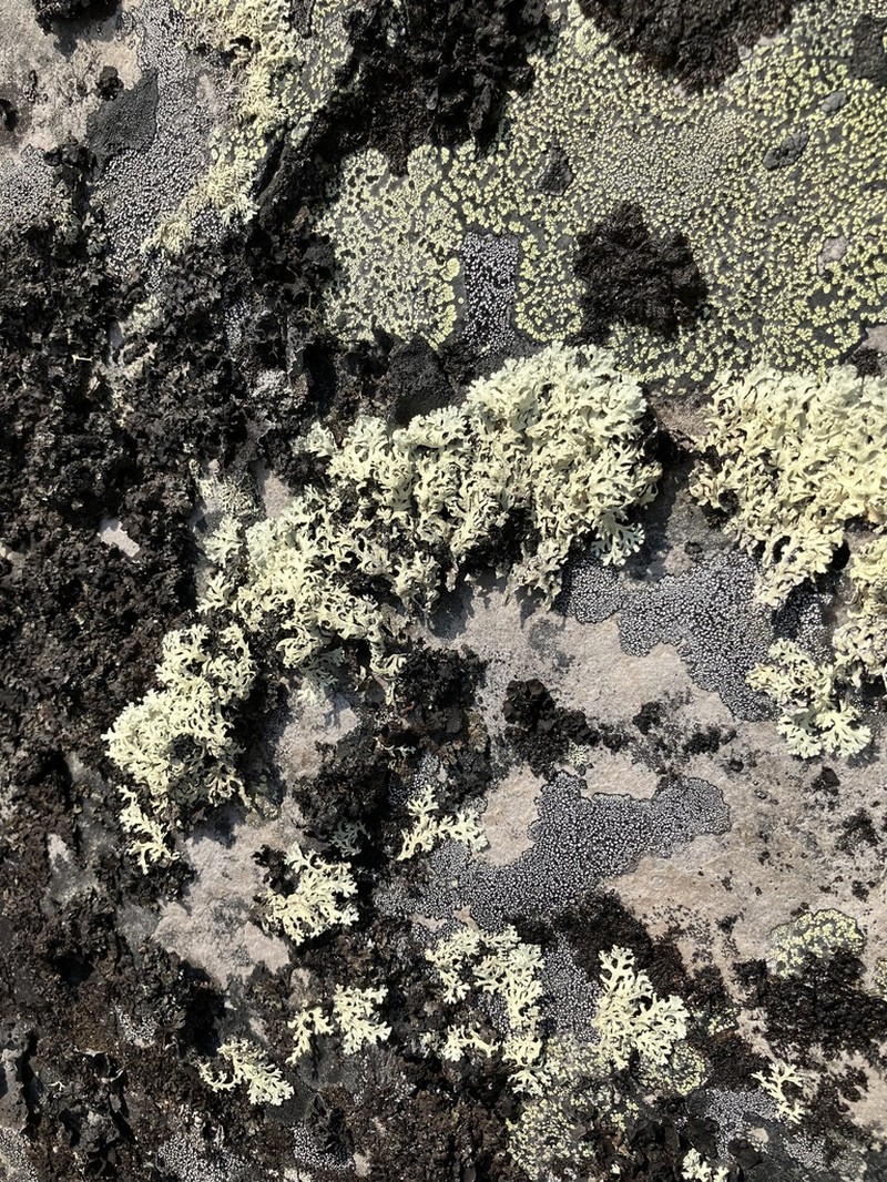 Arctoparmelia Lichen