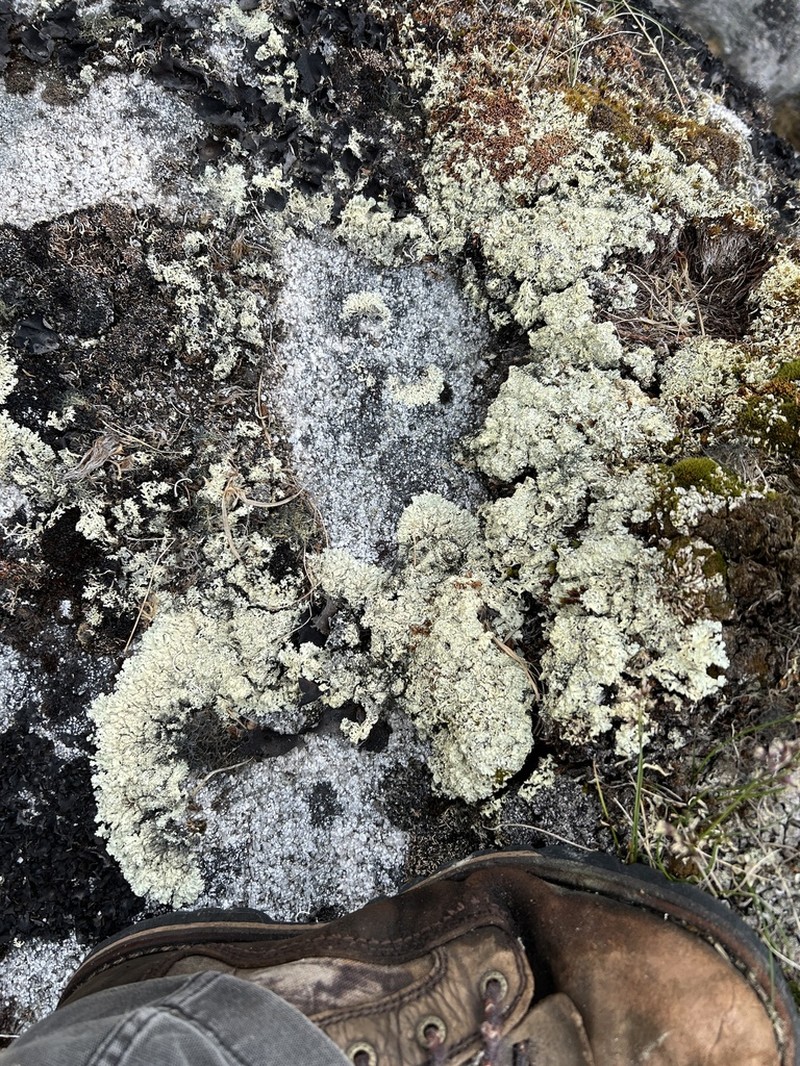 Arctoparmelia Lichen photo 2