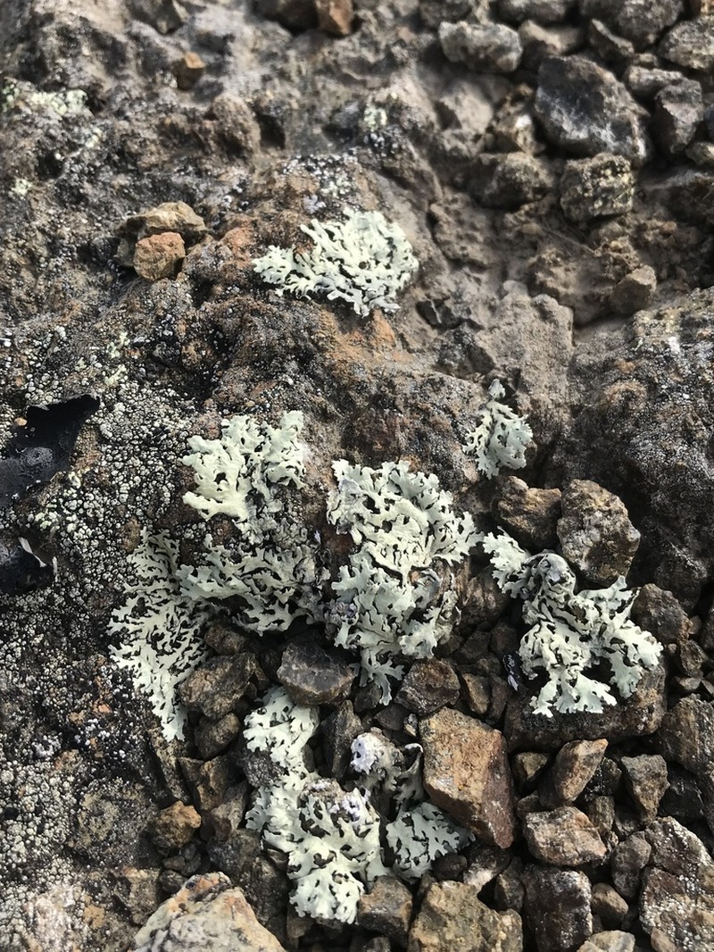 Arctoparmelia Lichen photo 3