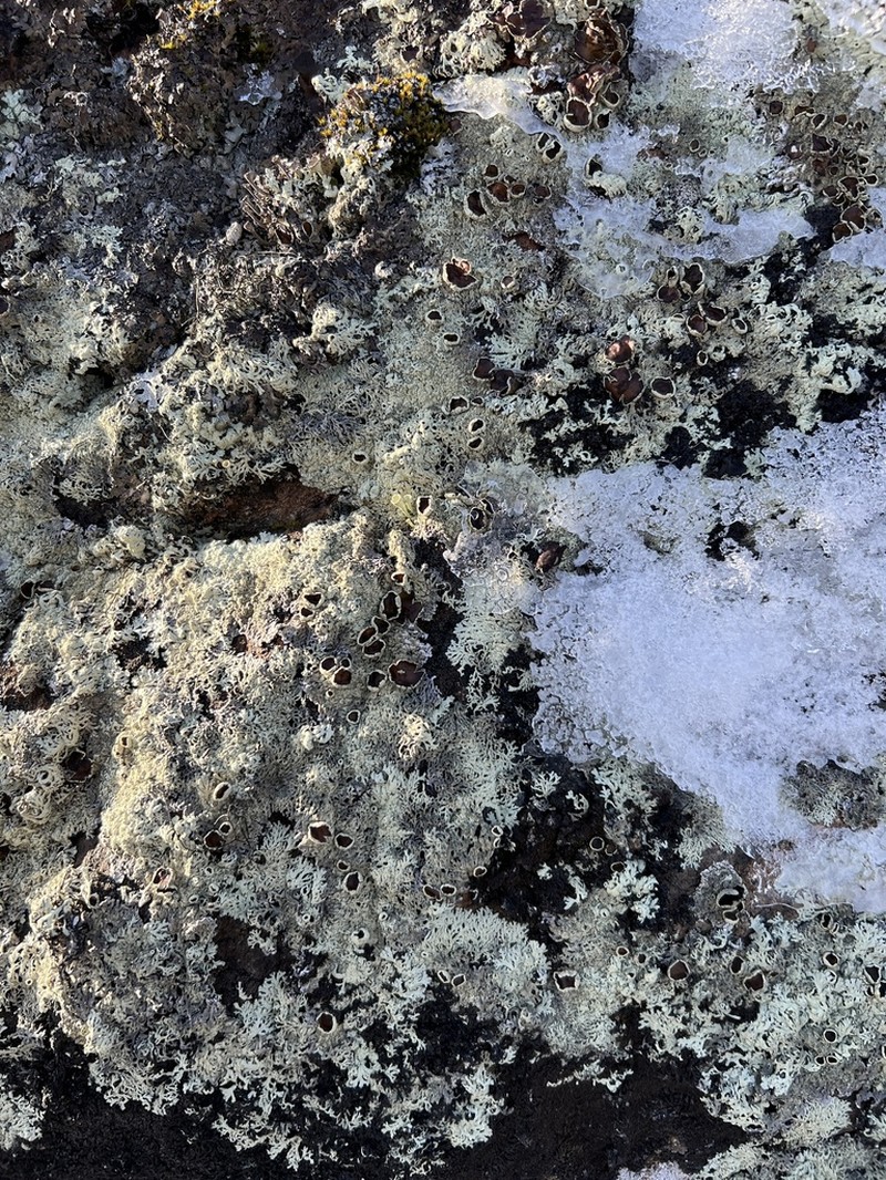 Arctoparmelia Lichen photo 4