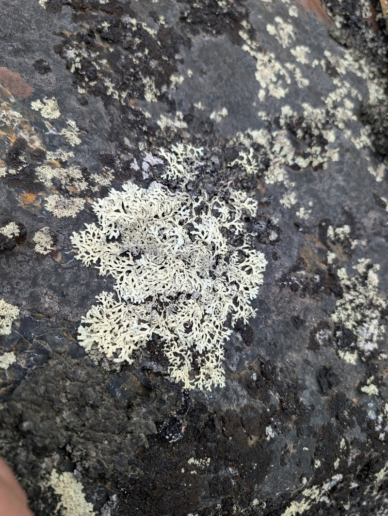 Arctoparmelia Lichen photo 5