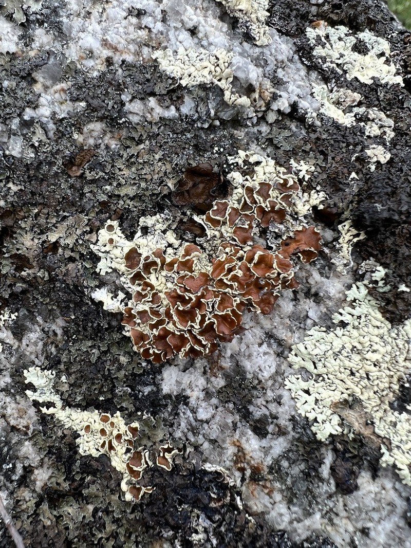 Arctoparmelia Lichen photo 6