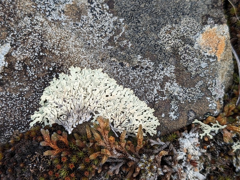 Arctoparmelia Lichen photo 7