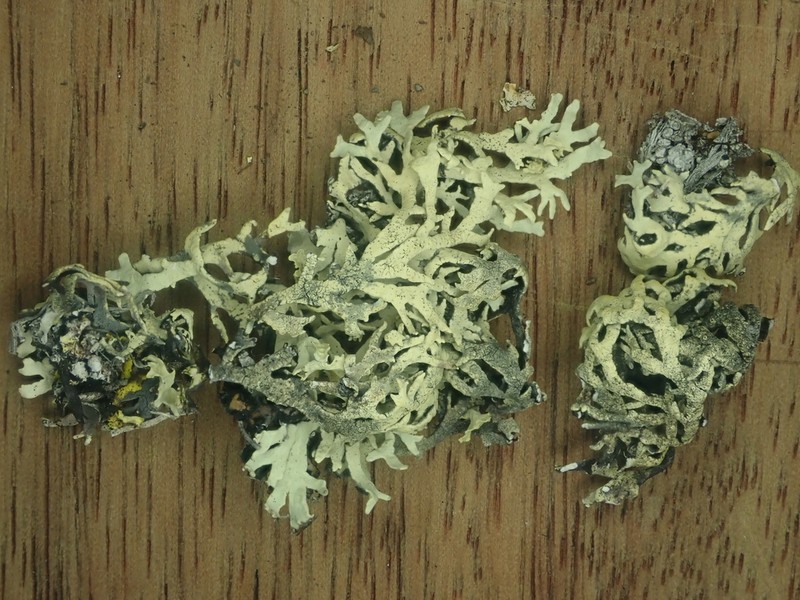Arctoparmelia Lichen photo 8