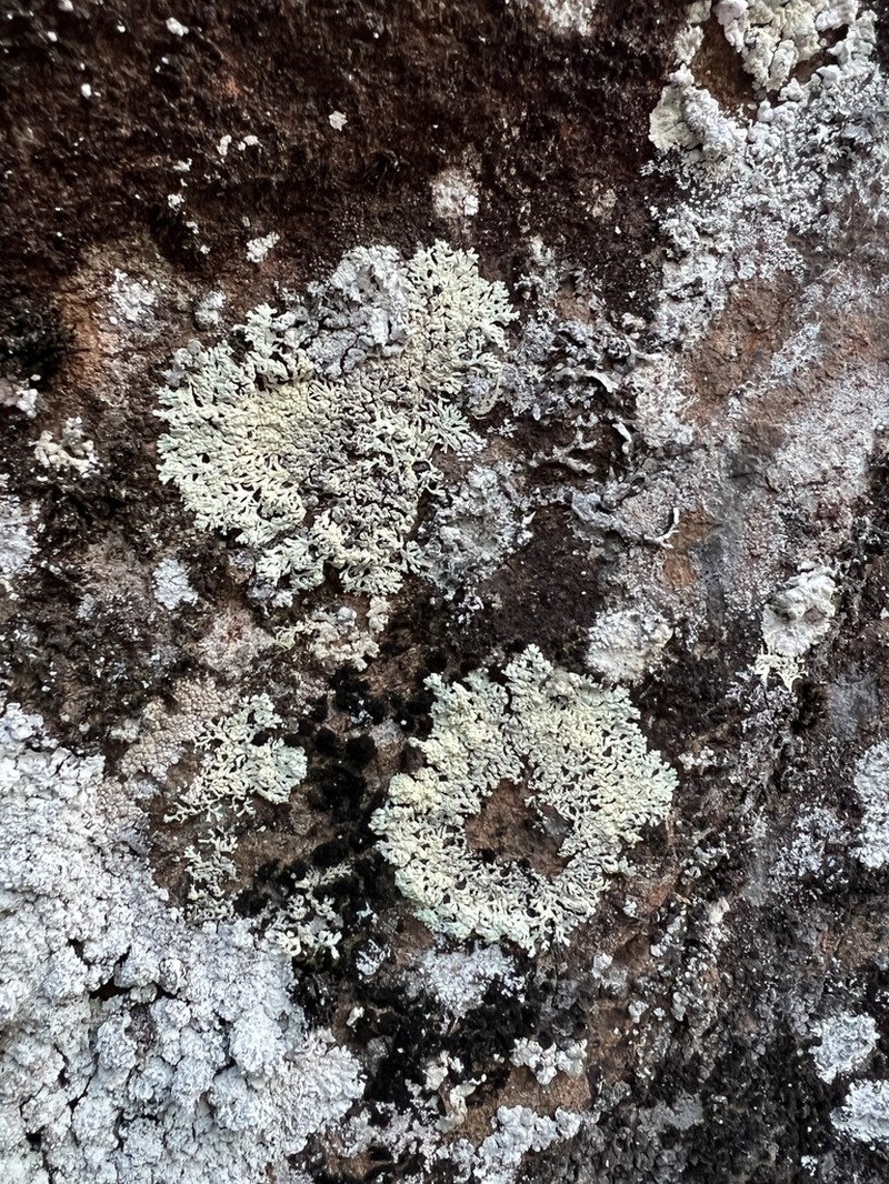 Arctoparmelia Lichen