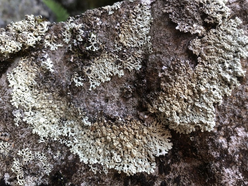 Arctoparmelia Lichen photo 2