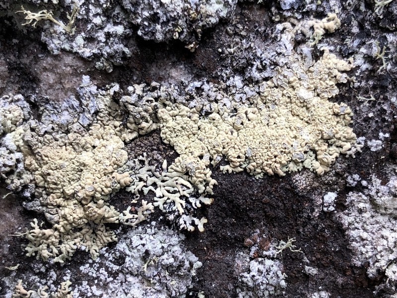 Arctoparmelia Lichen photo 3