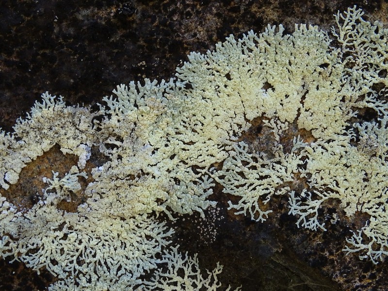 Arctoparmelia Lichen photo 4