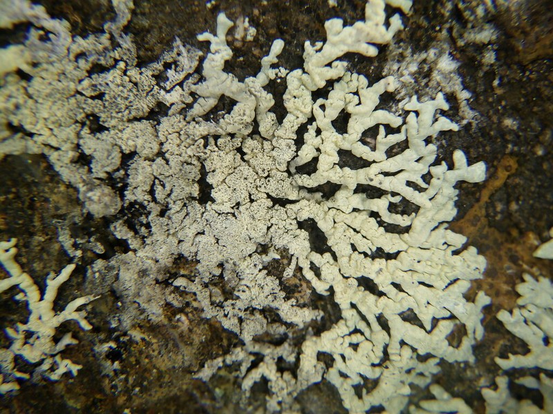 Arctoparmelia Lichen photo 5