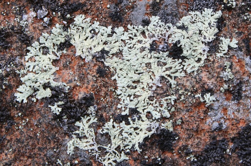 Arctoparmelia Lichen photo 6