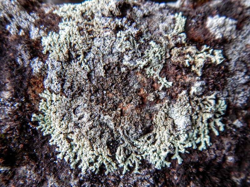 Arctoparmelia Lichen photo 7