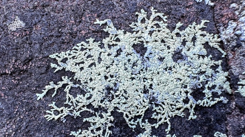 Arctoparmelia Lichen photo 8