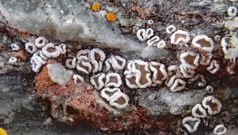 Thule Arctopeltis Lichen